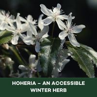 Phytomed Blog Hoheria